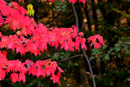 Red Maple Tree Leaves photo