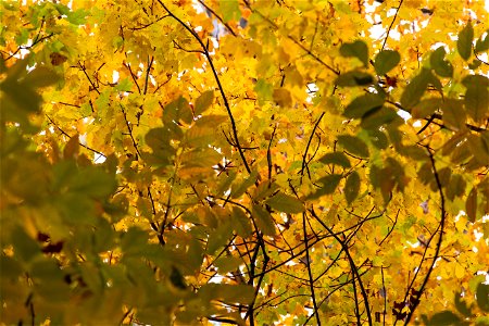 Beautiful Layered Autumn Foliage photo