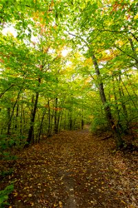 Beautiful Autumn Forest Path photo