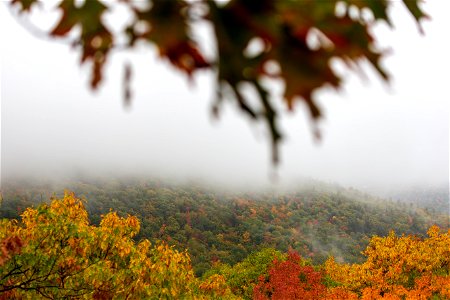 Foggy Fall Foliage Landscape photo