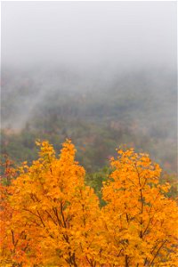 Maple Tree Foliage and Foggy Mountains photo