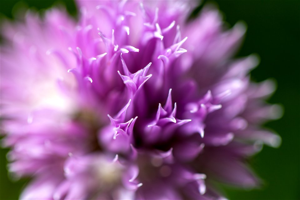 Close Detail of Chive Flowers photo