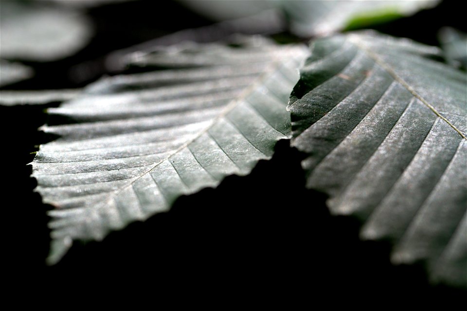 Macro Leaves on Dark Background photo