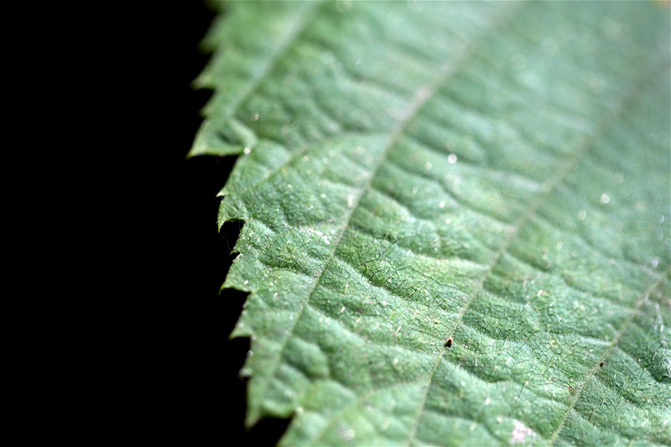 Jagged Leaf Macro photo