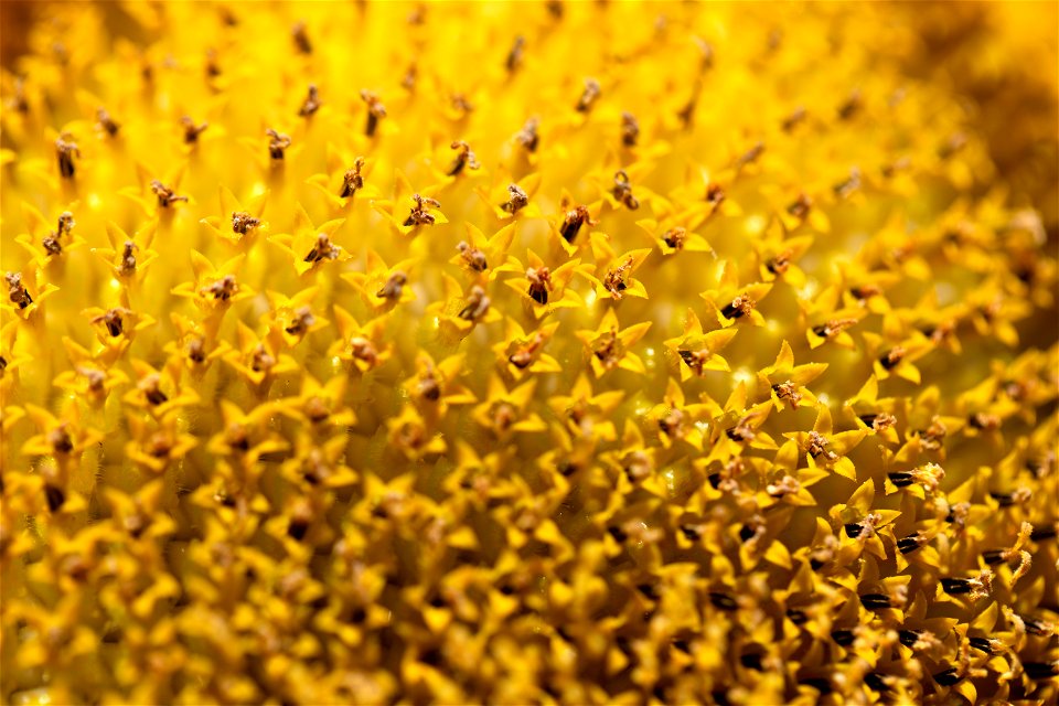 Vibrant Yellow Sunflower Macro photo