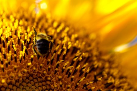 Macro Sunflower With a Bee