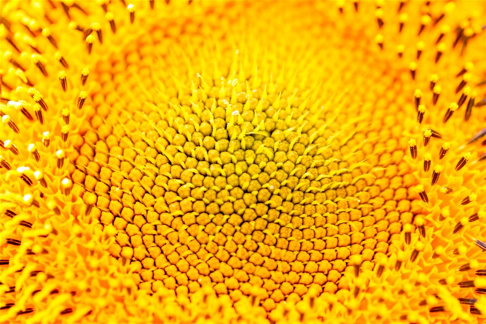 Yellow Sunflower Details photo