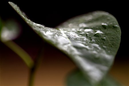 Rainy Leaf Macro Detail photo