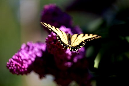 Beautiful Summer Butterfly photo