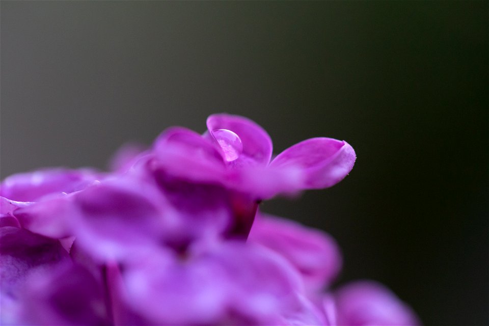 Macro Flower Petal Droplet photo
