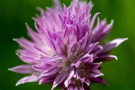 Chives Herb Flower photo