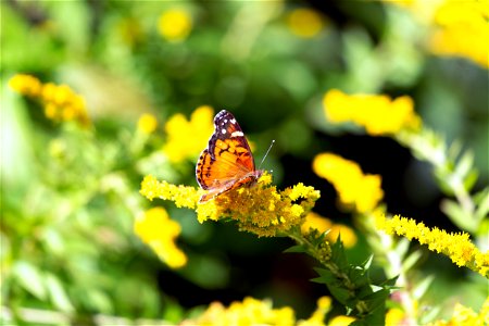 Butterfly on Goldenrod photo