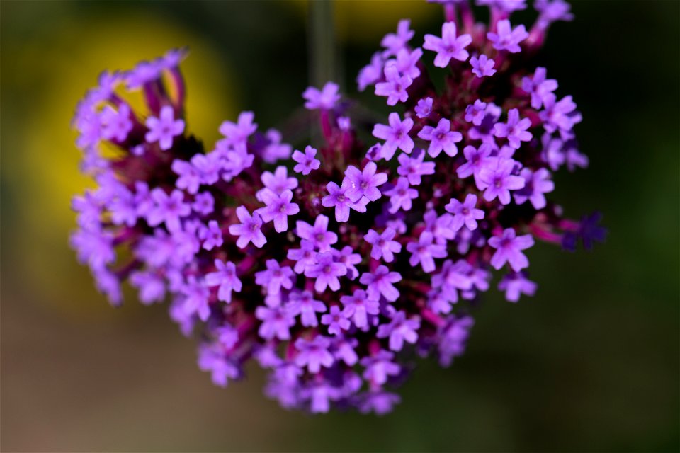 Purple Heart Flowers photo