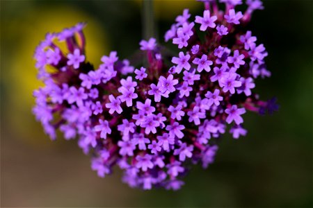 Purple Heart Flowers