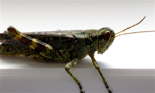 Grasshopper Macro photo