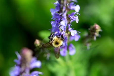 Bumblebee on Meadow Sage photo