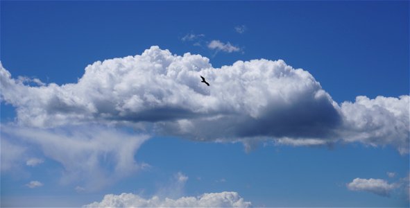 Bird Flying in the Clouds photo