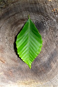 Green Beech Leaf photo