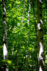 Birch Tree Forest photo