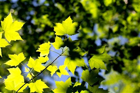 Sunlit Maple Leaves photo