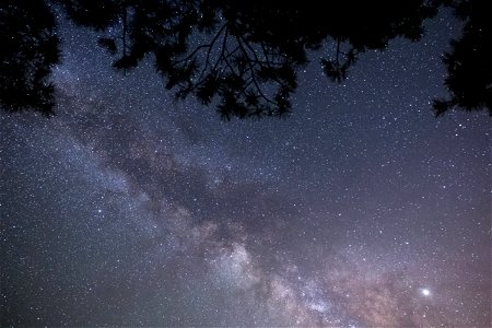 Milky Way with Tree Silhouettes photo