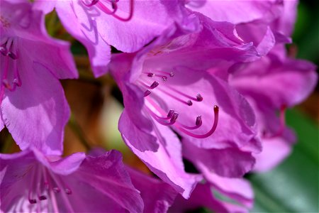 Purple Azaleas photo