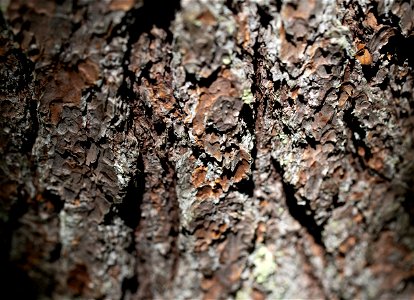 Pine Bark Texture photo