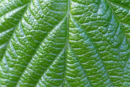 Green Leaf Texture photo