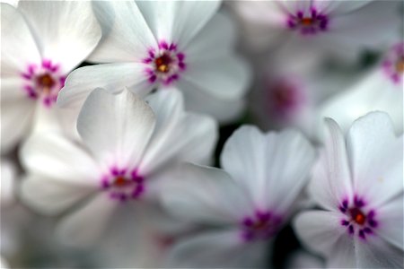 Small White and Pink Flowers photo