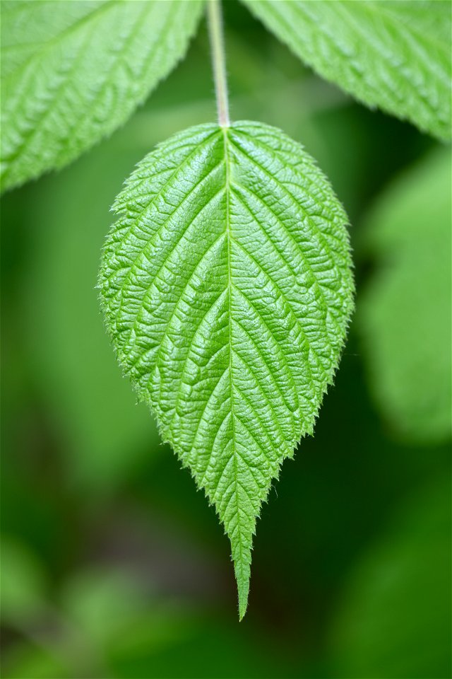 Green Pointy Leaf photo