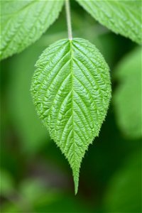 Green Pointy Leaf