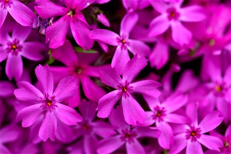 Small Bright Pink Flowers photo