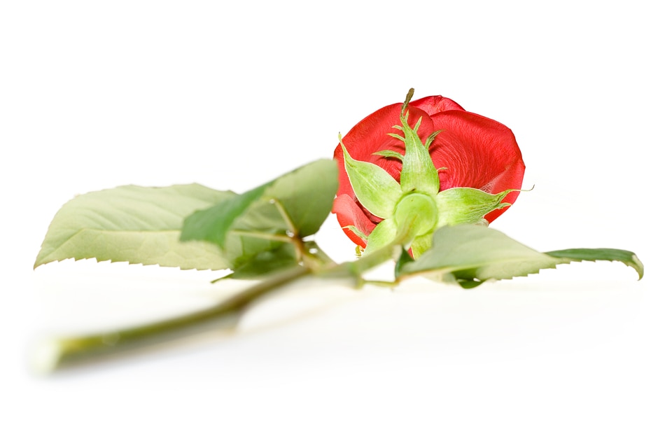 red rose