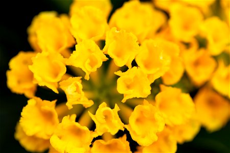 Cluster of Small Yellow Flowers photo