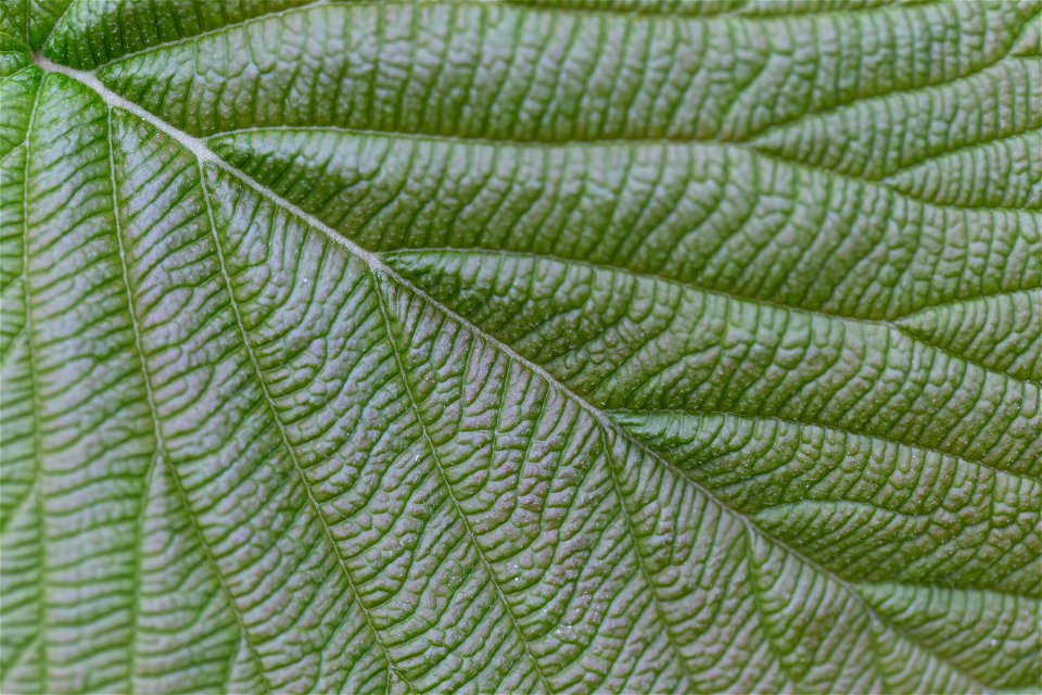 Muted Green Leaf photo