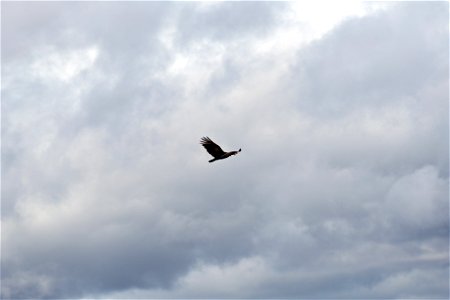 Lone Bird in a Cloudy Sky photo