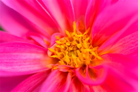 Macro Pink Flower Center photo