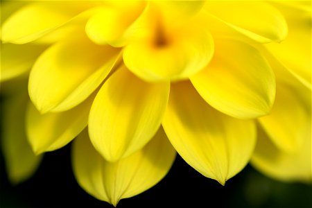 Macro Yellow Zinnia photo