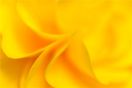 Waves of Yellow Petals photo