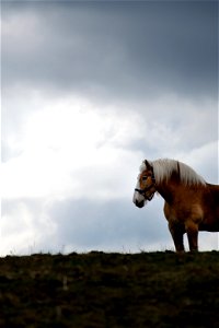 Majestic Horse in Field photo
