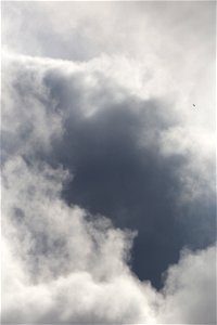 Tiny Bird in the Clouds photo