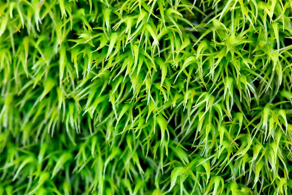 Macro Green Grass photo