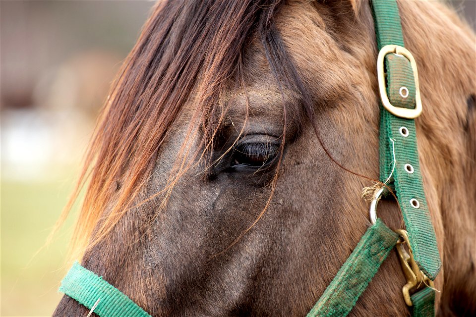 Close Up of a Brown Horse photo