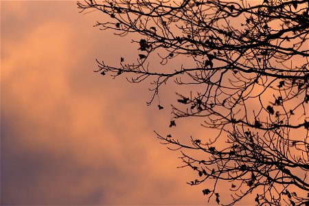 Tree Branch Silhouette Against a Grey Orange Sky photo