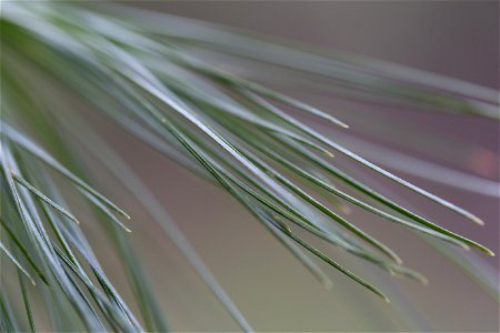 Bokeh Pine Needles photo