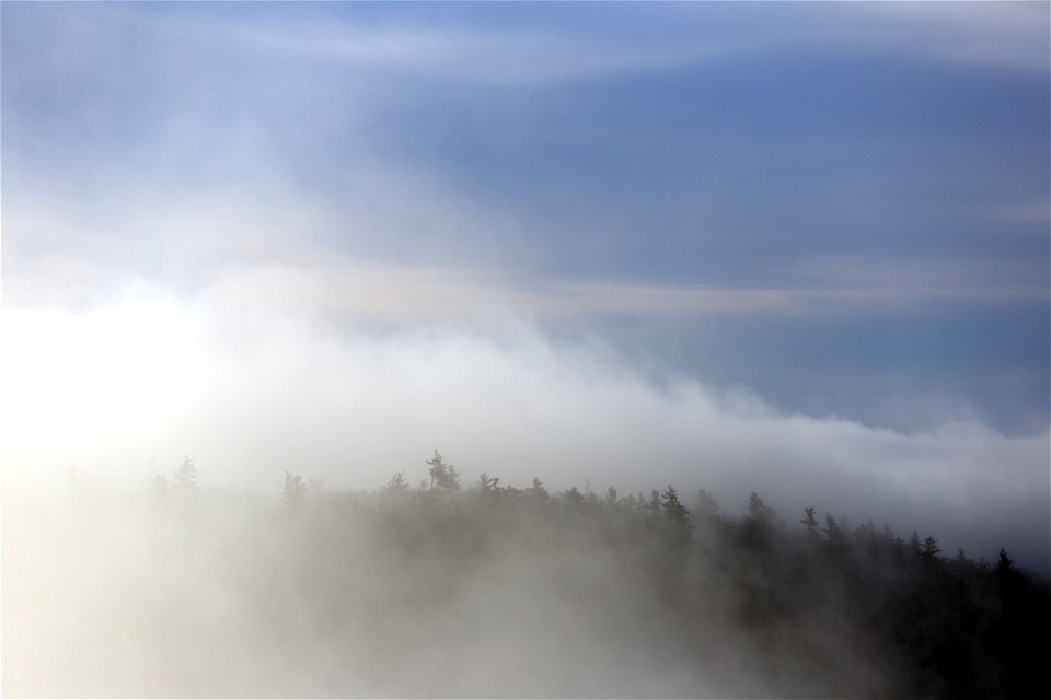 Forest Through the Fog