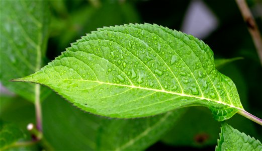 Dew on a Green Leaf photo