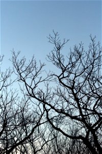 Silhouetted Tree Branches photo