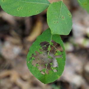 Worm eating leaves leaves holes