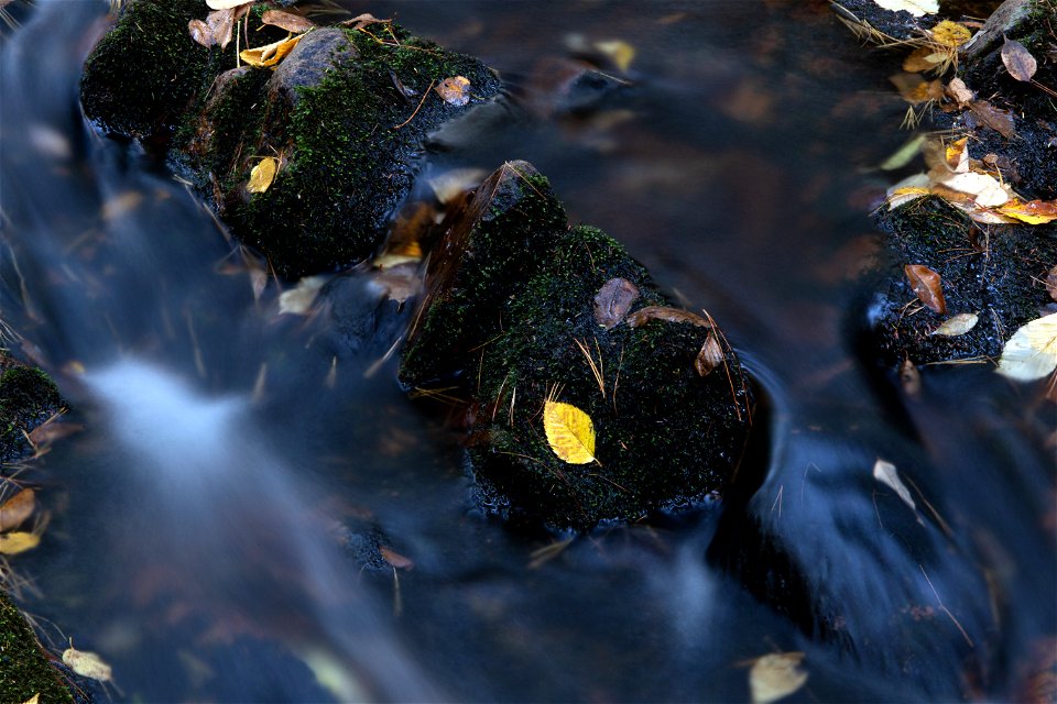 Yellow Leaf in a Dark Stream photo